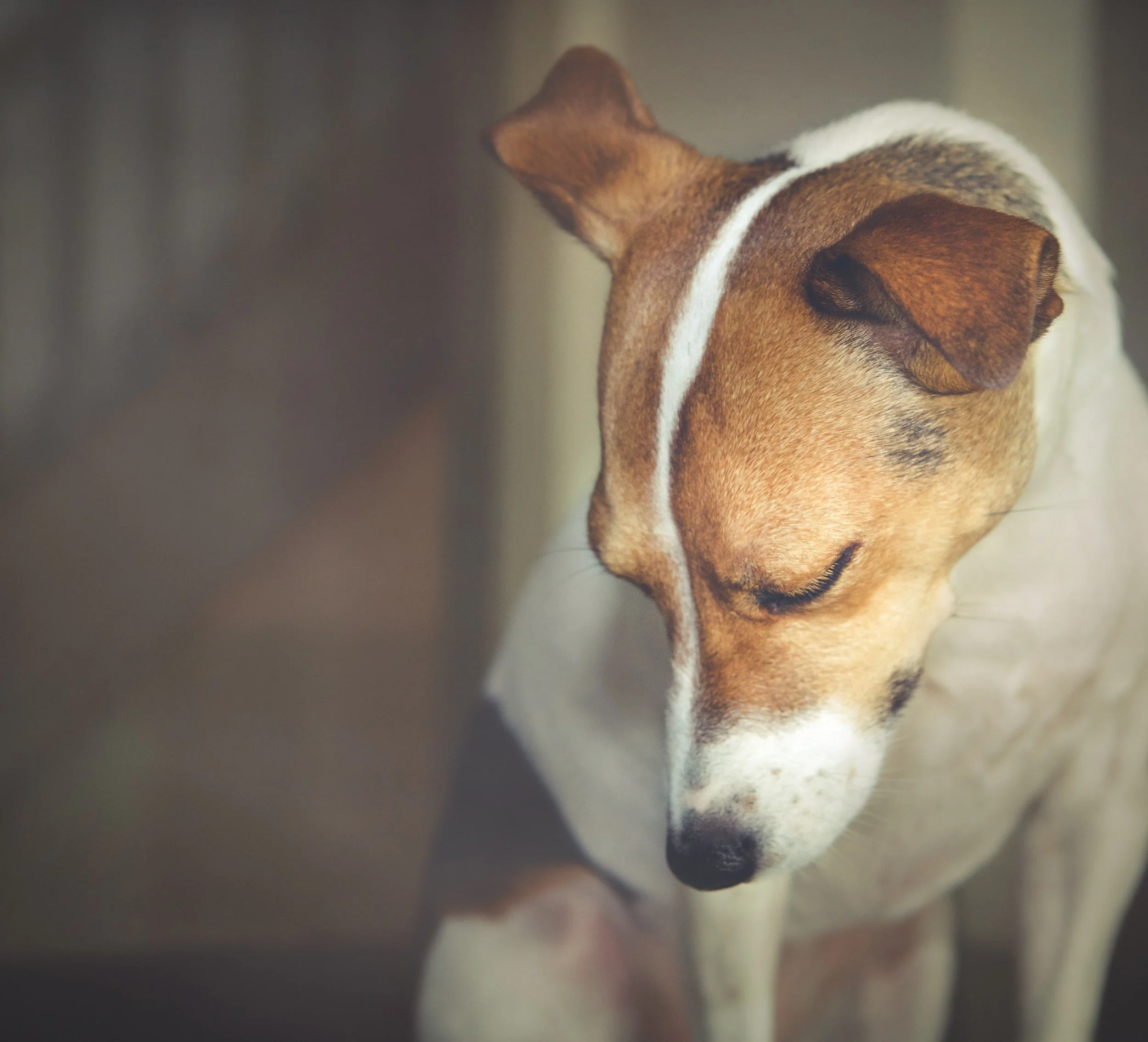 Why is my dog losing its hair Woofpurnay Veterinary Hospital